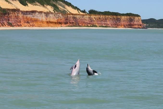 Baía dos Golfinhos - Rio Grande do Norte